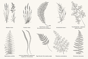 Fern & Grass Line Art Collection, a Decorative Illustration by AW Studios (Thumbnail 9 of 11)