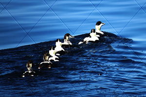 7 Ducks is a Row Photograph