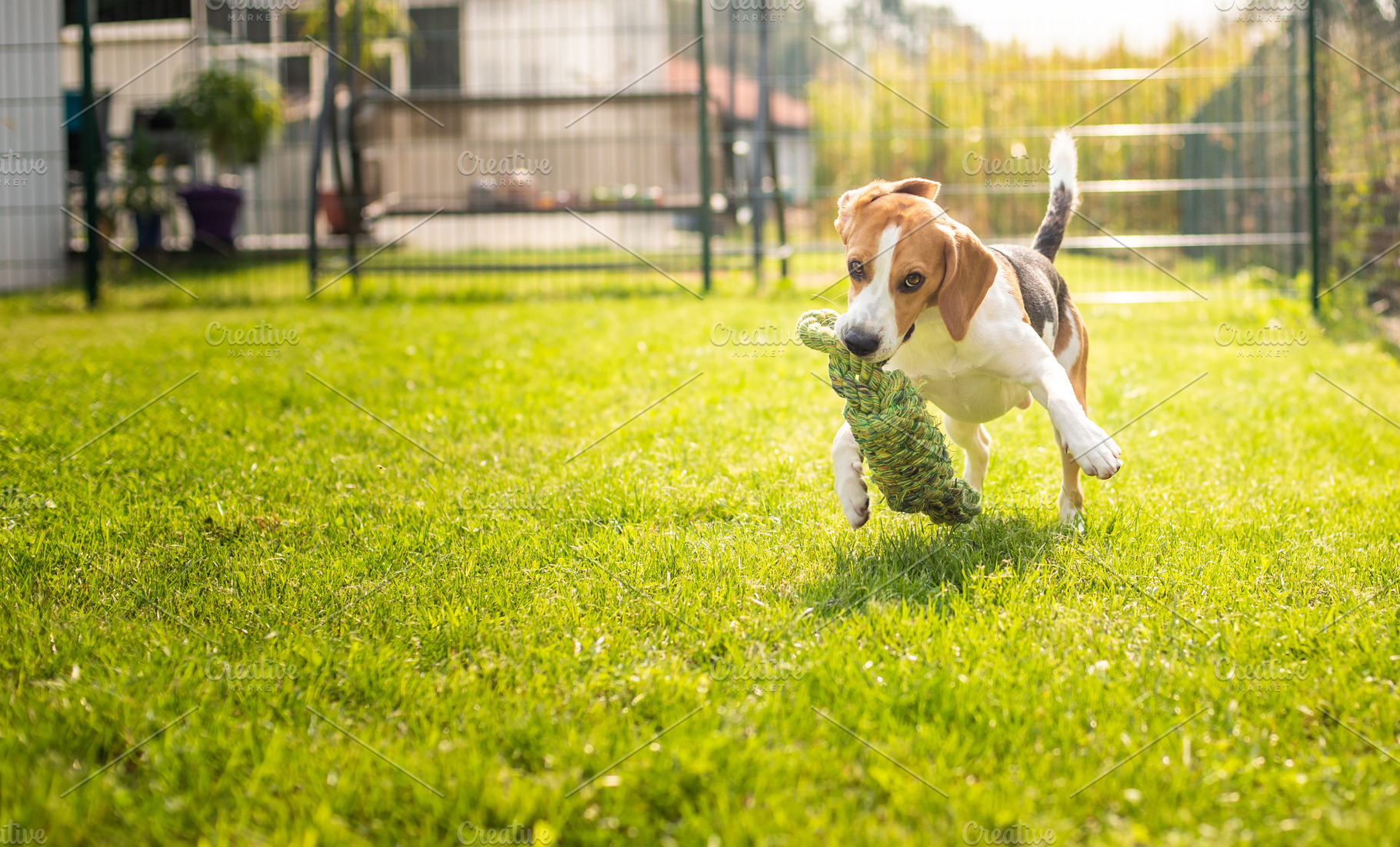Beagle dog fun in garden outdoors ru stock photo containing beagle and, an Animal Photo by MadPhotos