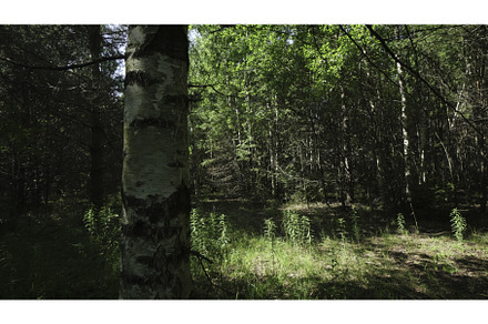 A Vibrant and Lush Forest Scene, an Animal Photo by Media Whale Stock