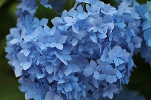 Blue Hydrangea, a Nature Photo by maidenmag