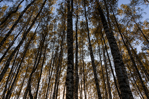 Tall birch tree trunks with yellow autumn foliage against a blue sky. Nature ba, a Nature Photo by Eugene_Photo