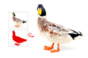 Animal Watercolor Paint Photo Effect, an Action Add-On by Photoshop Action (Thumbnail 5 of 9)