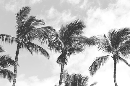 Palm trees in black & white