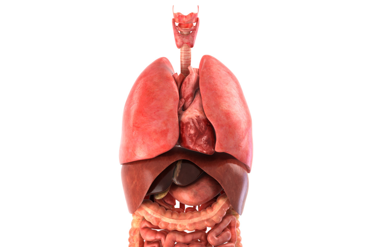 Human internal organs, a Characters & Person 3D Model by konstantin.ermolaev (Photo 46 of 46)