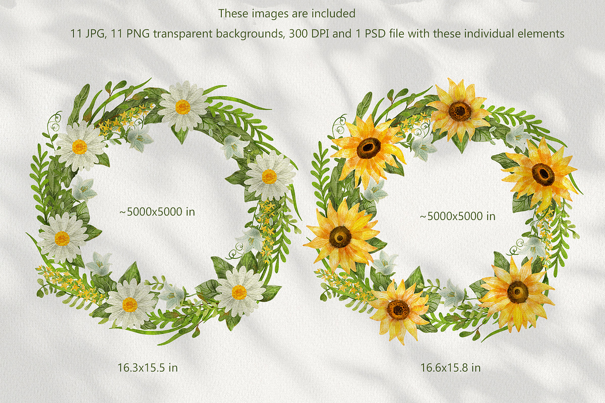 Sunflowers Watercolor Collection, an Illustration by Anna Druzhkova (Photo 4 of 17)