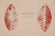 Hand-Pressed Botanical Imprints, an Object Graphic by alonahaidash (Thumbnail 12 of 13)