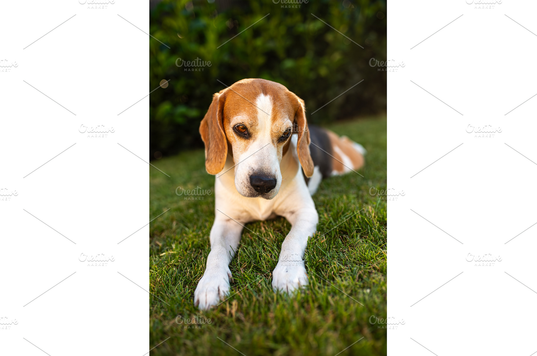 Close up of tri colour Beagle hound, an Animal Photo by MadPhotos