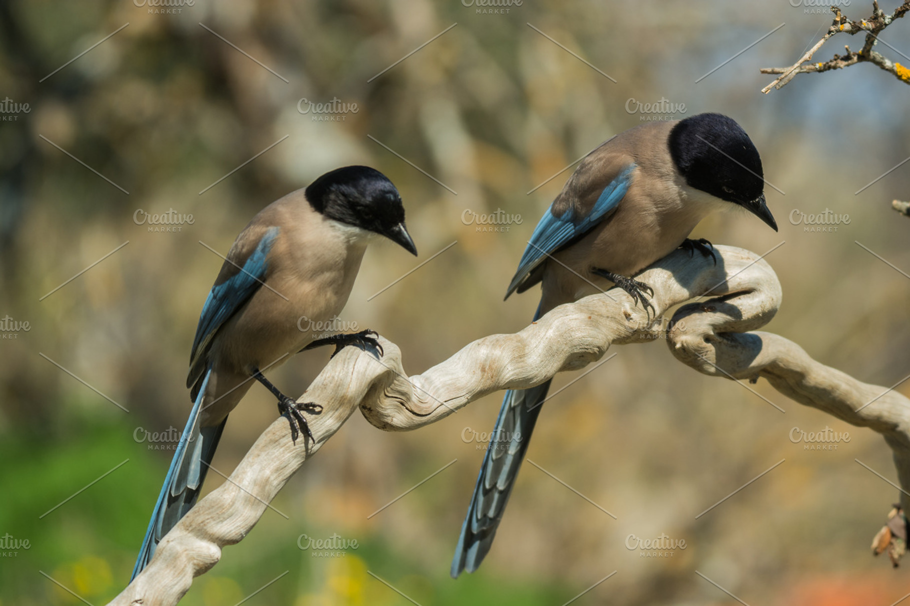 Cyanopica cyanus featuring animal, aves, and avian