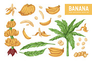 Exotic banana fruit, hand-drawn set, a Food Illustration by Good Studio (Thumbnail 1 of 3)