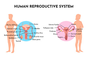 Human Reproductive System, an Object Illustration by Things for designers