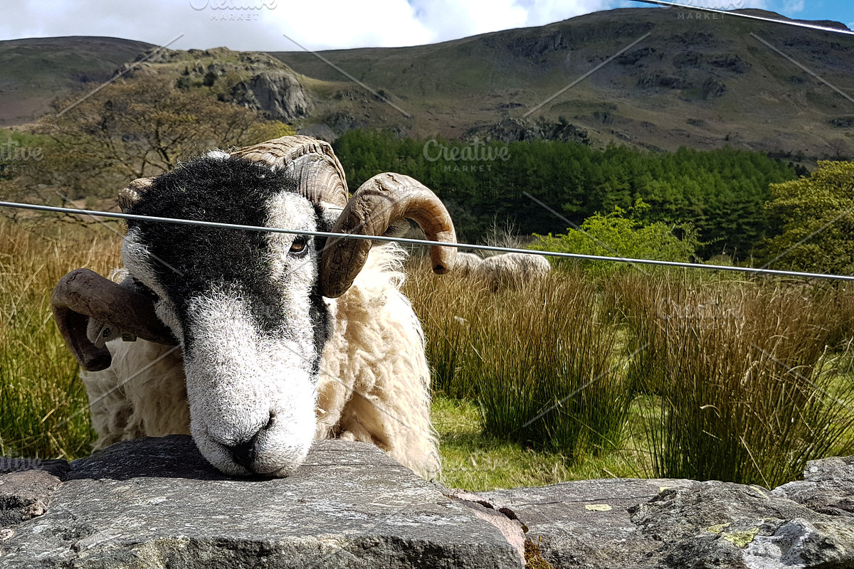 Friendly Sheep Greeting Camera, an Animal Photo by MusiqueDesigns (Photo 2 of 2)