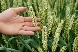Close up of a farmer’s hand brushing, a Nature Photo by MistyDay