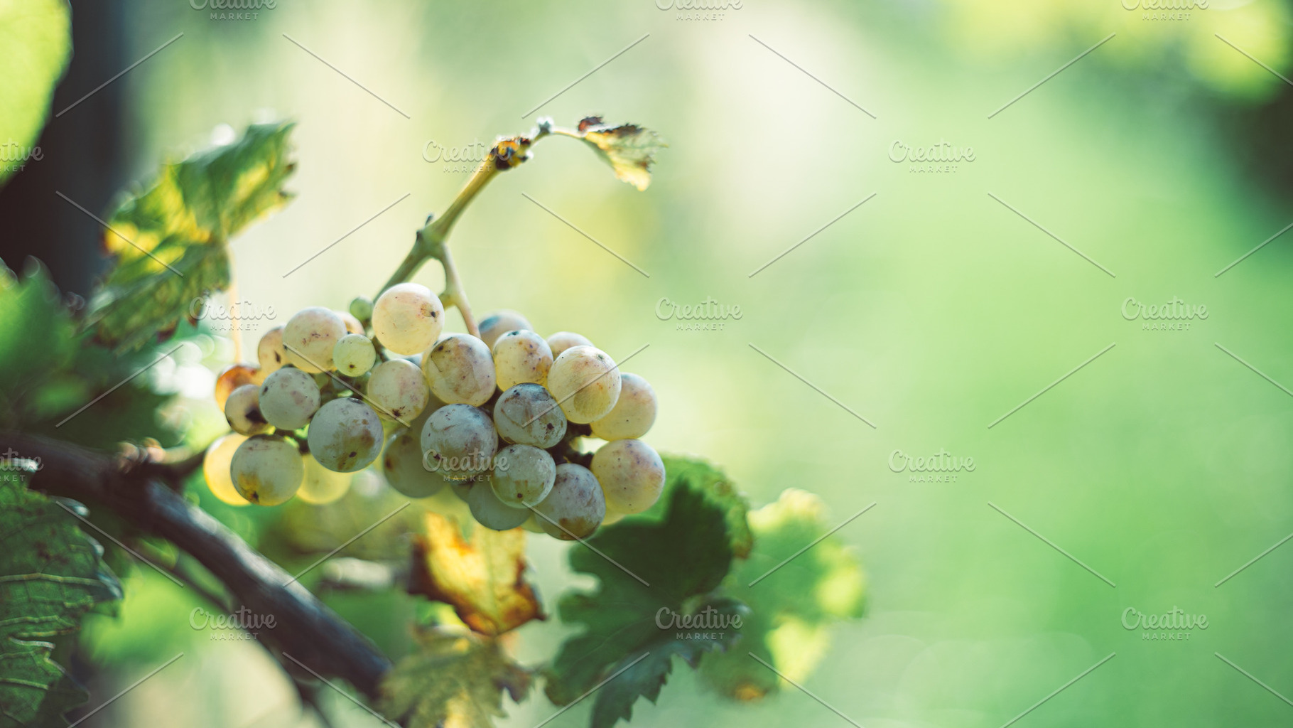 Green vine grapes in the vineyard, a Food & Drink Photo by Mark Borbely