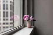 Pink Peony Bundle + 3 Bonus Images, a Nature Photo by Light & Grace (Thumbnail 8 of 8)