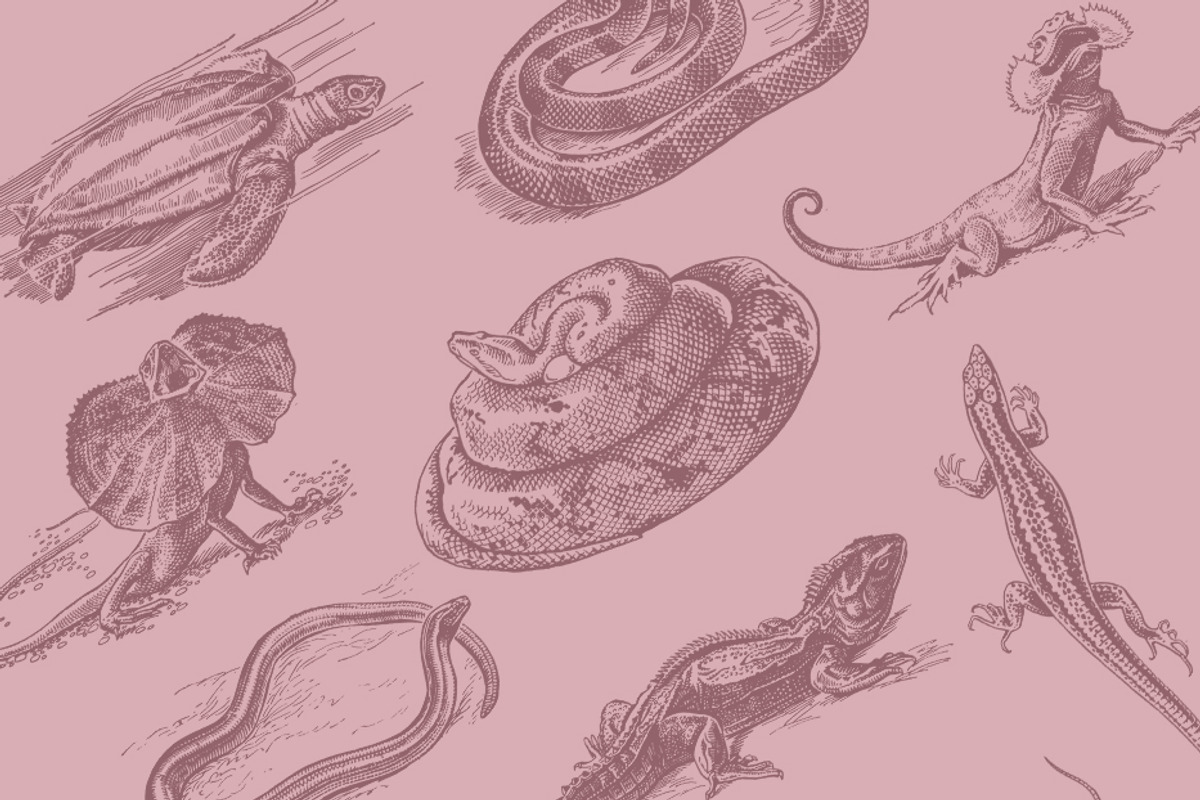 Vintage Bundle 2500+ Free Update, an Animal Illustration by Retro Machine (Photo 4 of 170)