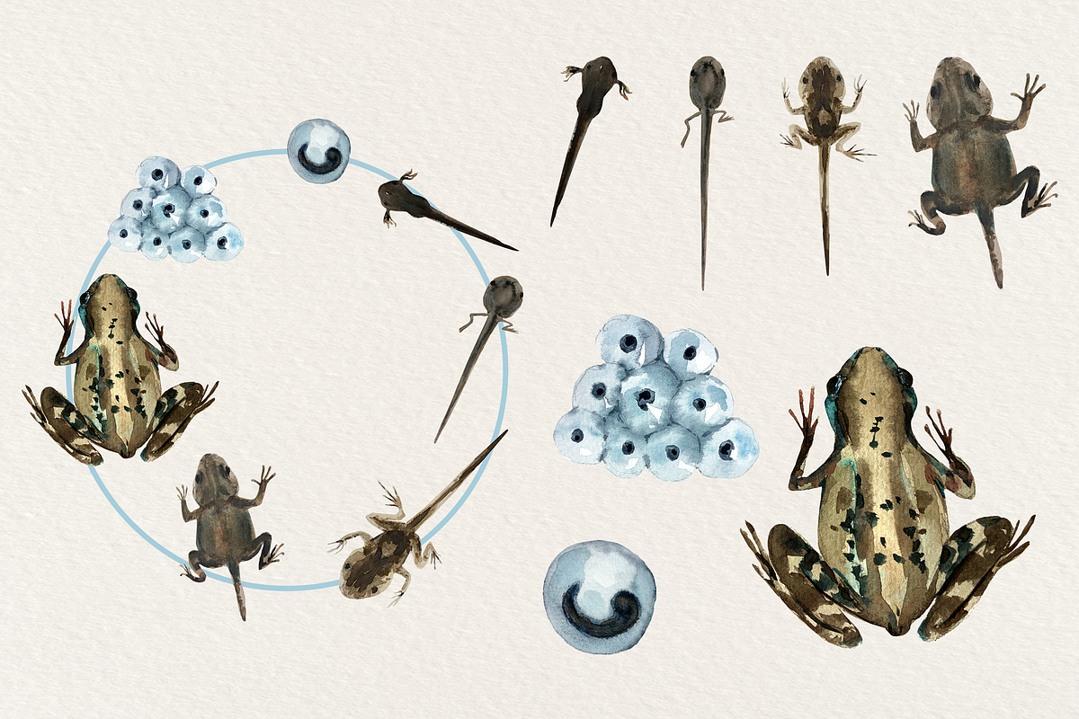 Big Life Cycle Bundle, an Education Illustration by Tati Bordiu (Photo 8 of 43)