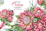 Watercolor protea flower set, an Illustration by Artmanata (Thumbnail 1 of 18)