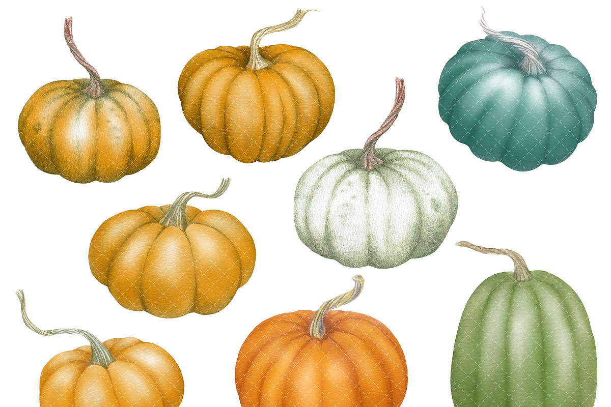 Autumn Pumpkin Watercolor Clipart, a Decorative Illustration by Watercolor Clipart (Photo 3 of 4)