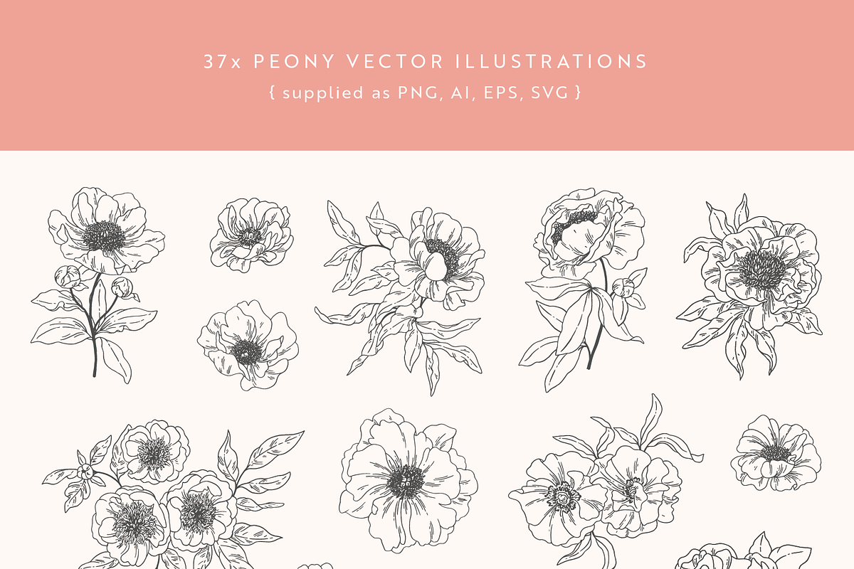 Peonies Vector Illustrations, a Decorative Illustration by Emma Webb Studio (Photo 2 of 9)