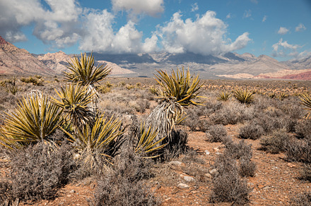 Scenic view of majestic desert, a Photo by PhotographerJen