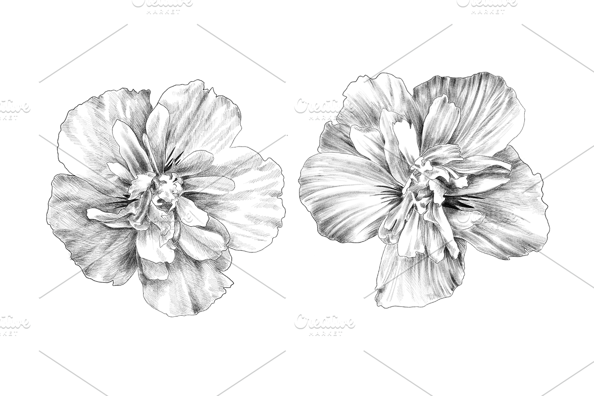 Floral Collection, an Object Graphic by VictoriaKStudio (Photo 4 of 7)