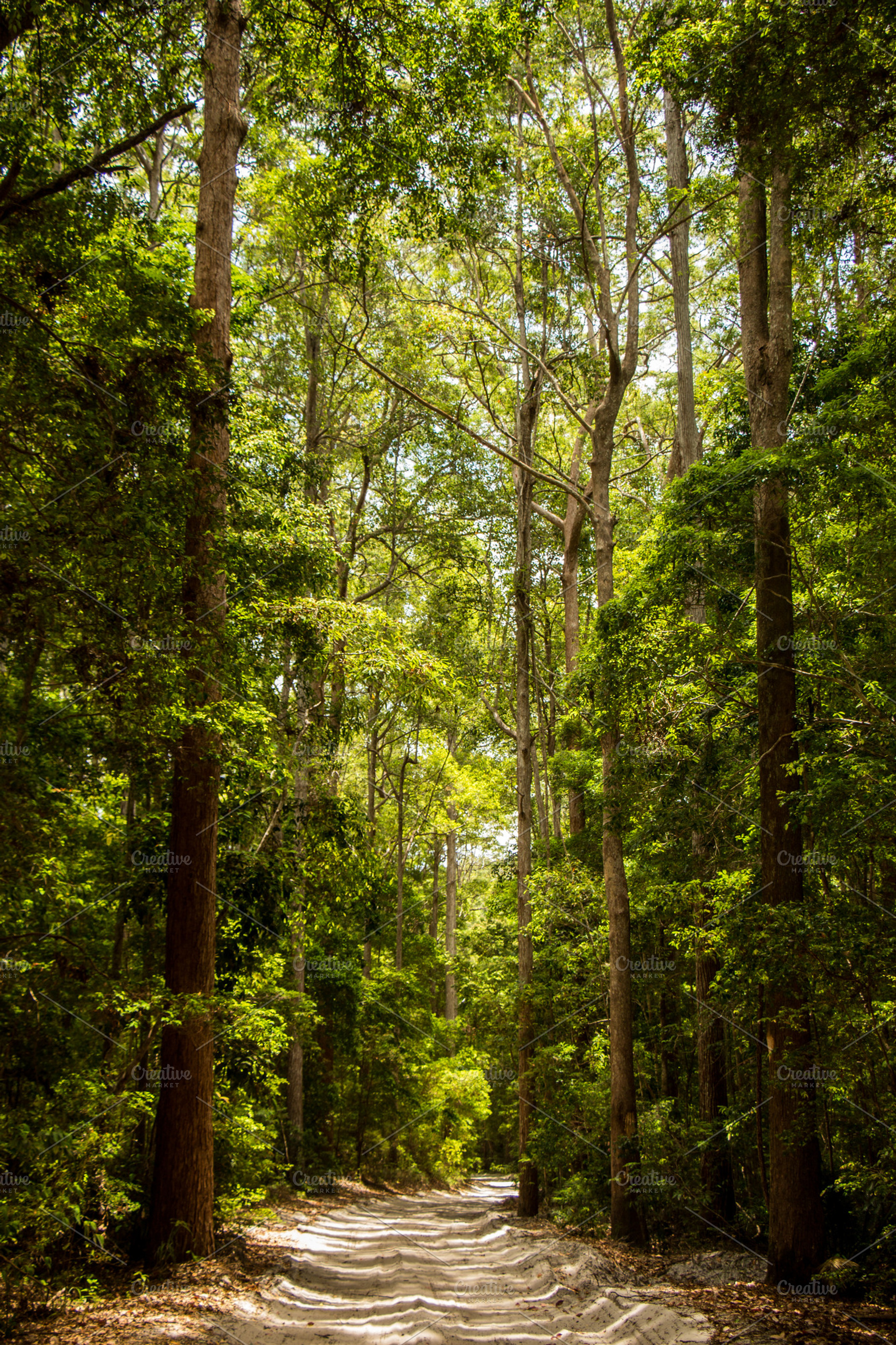 road through rain forest, a Nature Photo by ysajna