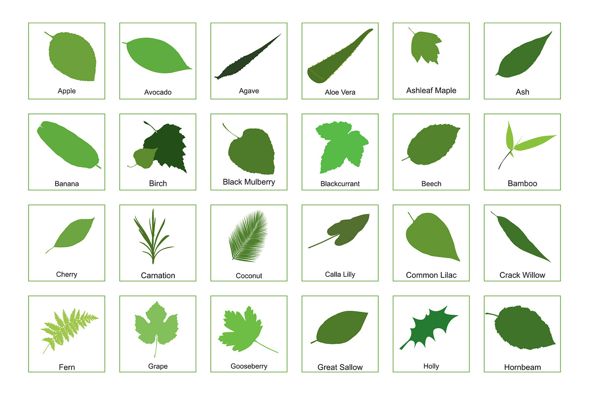 81 Leaves with their names, an Illustration by Nick Novell (Photo 6 of 6)