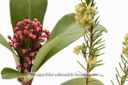 Airy Meadow – Wild Berries & Botanic, an Object Graphic by Aga Silva (Thumbnail 5 of 5)