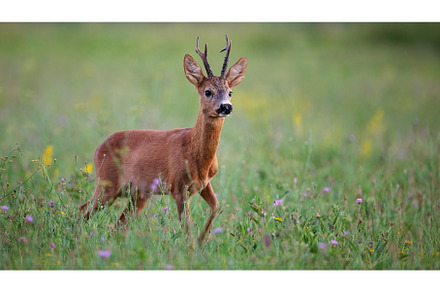 Roe Deer Buck Walking on Green