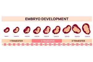 Human fetal development infographics, an Illustration by Vectorbuum