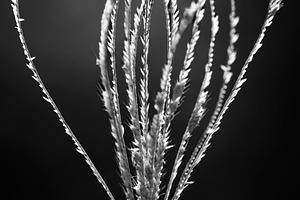 Windmill Grass, a Nature Photo by Rob D Animal Photography