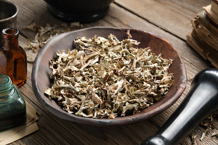 Dried Iceland moss for making healthy herbal cough tea. Bottle o