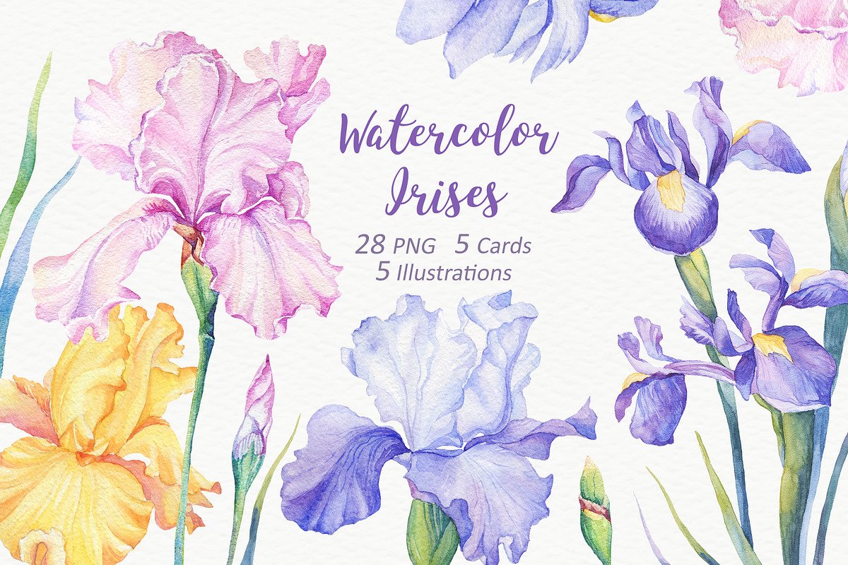 SALE! Watercolor Irises, an Illustration by Irina Diasli (Photo 1 of 5)