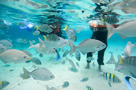 Snorkeling Adventure with Fish