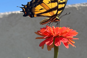 Monarch Butterfly on Pink Zinnia