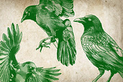 Crow Illustration Engraving Pack, an Illustration by Adan F Maruciel (Thumbnail 3 of 5)