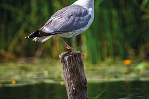Alone gull sits on a dry tree trunk in the middle of a pond, an Animal Photo by Byrdyak