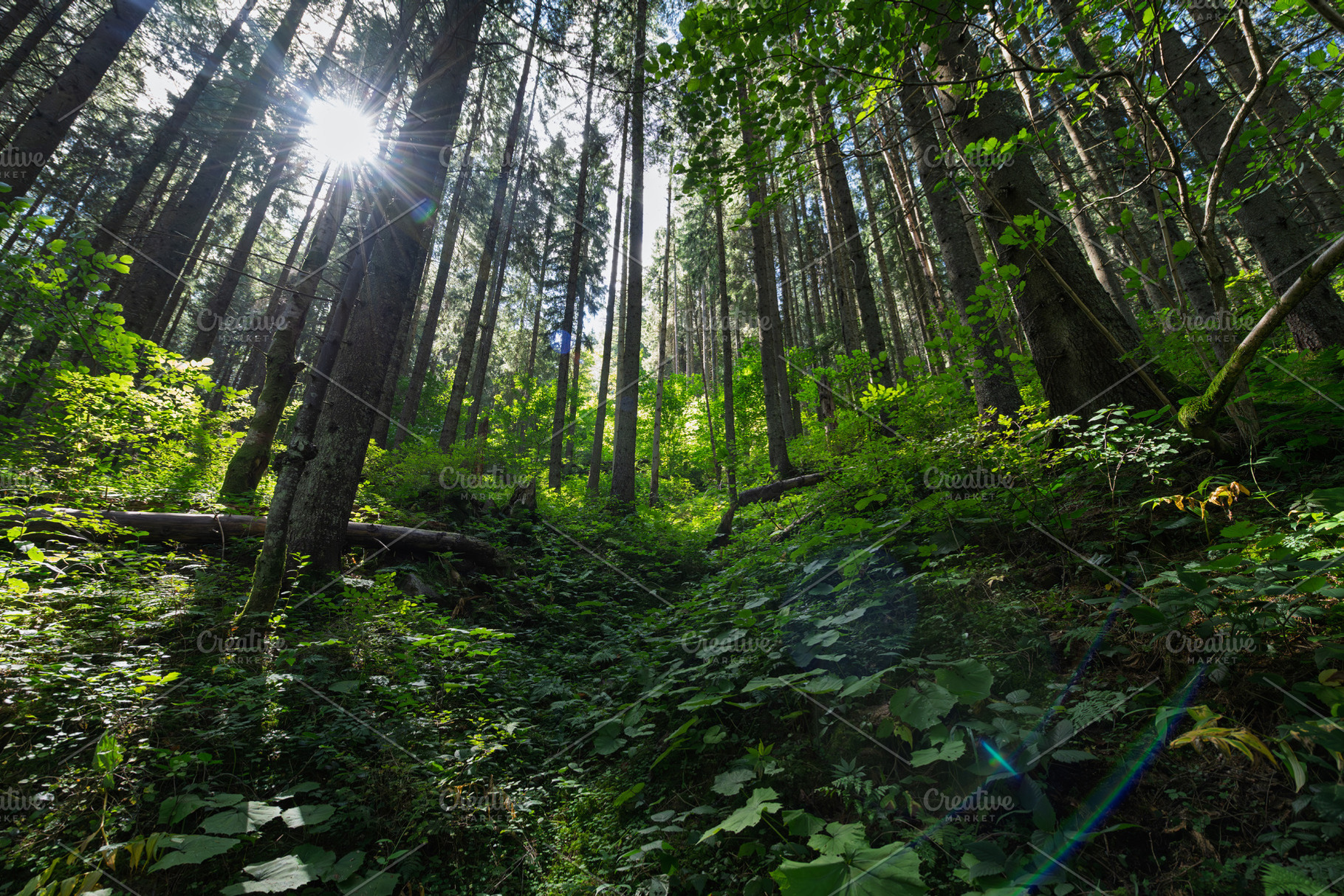 Sunlight filters through tall coniferous trees in a lush green f, a Nature Photo by Byrdyak