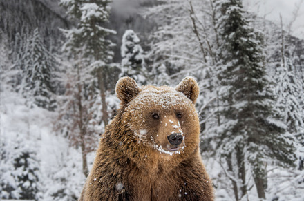 Adult Brown bear in cold time. Animal in wild winter nature, an Animal Photo by Byrdyak