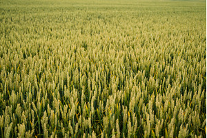 Unripe wheat field showing green, a Nature Photo by volodymyrshtun13795
