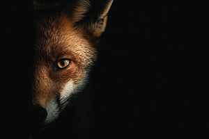 Close-up portrait of a red fox partially hidden in darkness, wit, an Animal Photo by Ales Munt