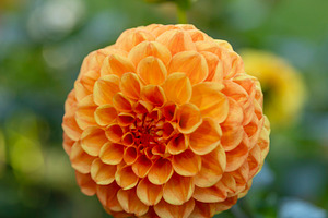 An orange dahlia flower head blooming in a garden with soft blur, a Nature Photo by Imaginarium