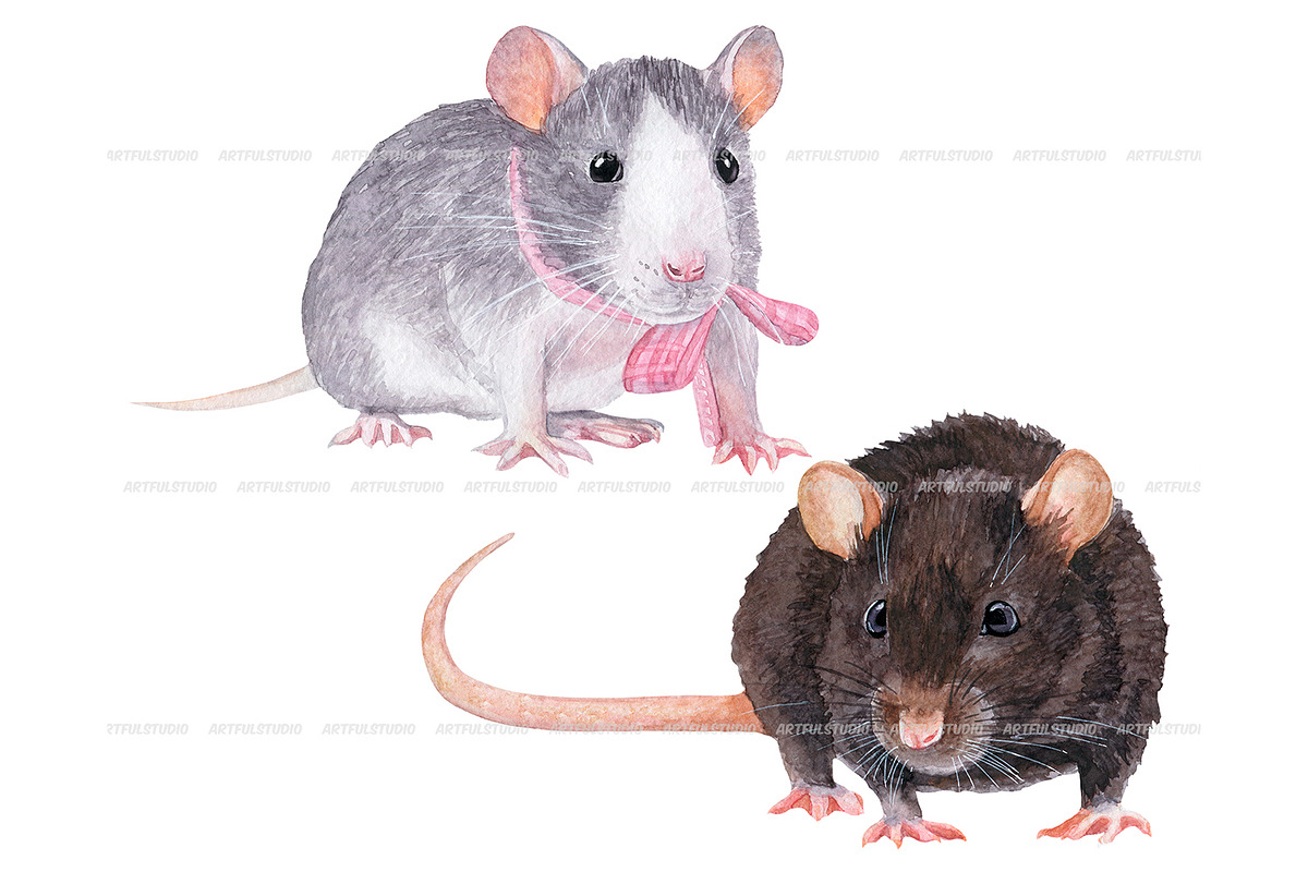 Watercolor realistic rats clipart, an Animal Illustration by ArtfulStudio (Photo 6 of 9)