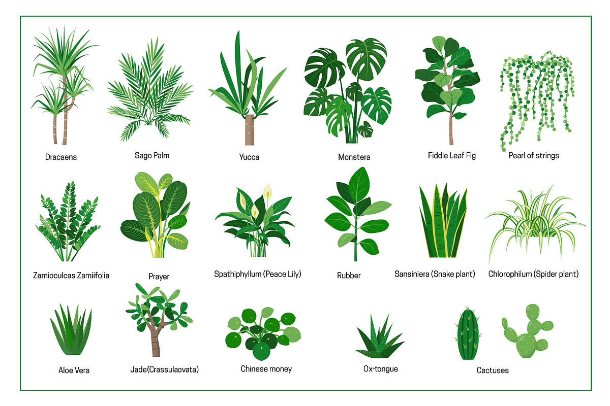 Home plants in cozy interiors, an Illustration by Elena Istomina (Photo 3 of 10)