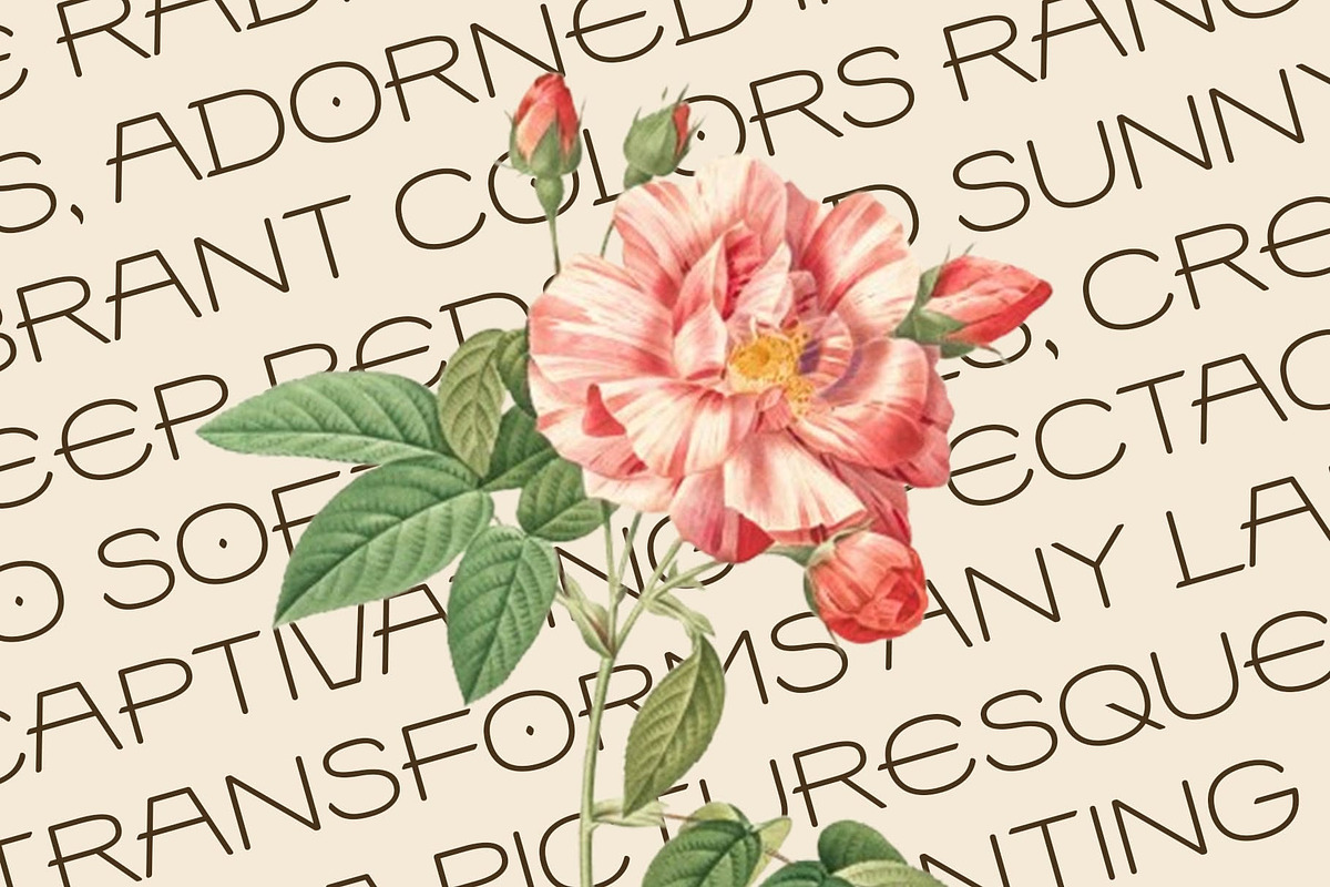 Thanom Rounded, a Sans Serif Font by Craft Supply Co. (Photo 7 of 8)