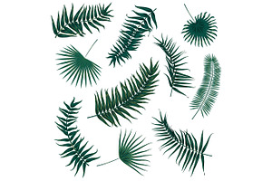 Vector Tropical Palm Leaves, Jungle Leaves Set Isolated On White Background.