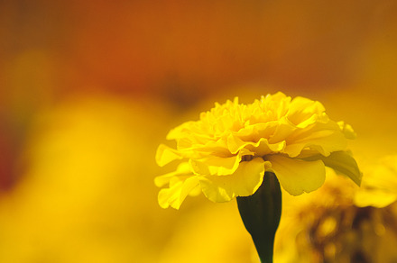 Yellow flower containing yellow, nature, and flower