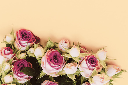 Roses Minimal, a Beauty & Fashion Photo by Jenya Porechenskaya