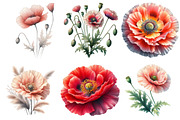 Corn Poppy Flower Bloom Clipart, an Illustration by cherrydesign (Thumbnail 2 of 3)